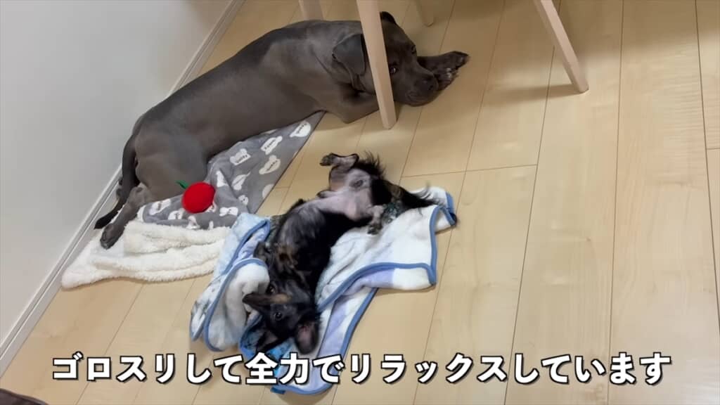 ブリーダー崩壊でレスキューされた全身ハゲの子犬が迎えた結末