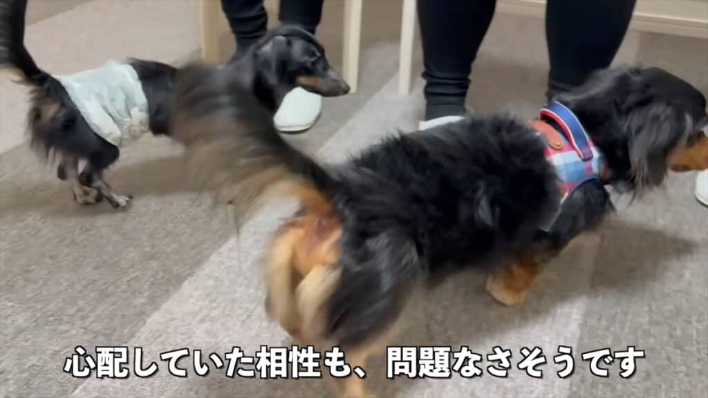 ブリーダー崩壊でレスキューされた全身ハゲの子犬が迎えた結末