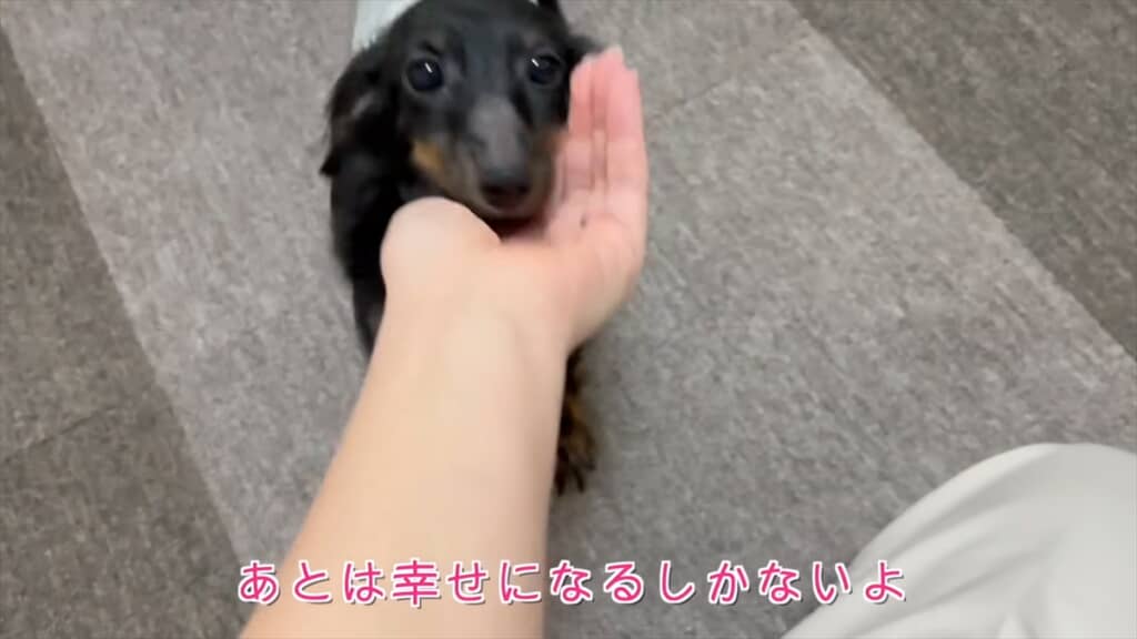 ブリーダー崩壊でレスキューされた全身ハゲの子犬が迎えた結末