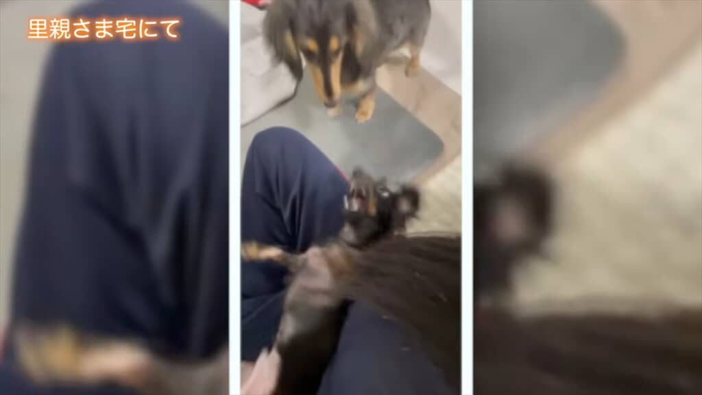 ブリーダー崩壊でレスキューされた全身ハゲの子犬が迎えた結末