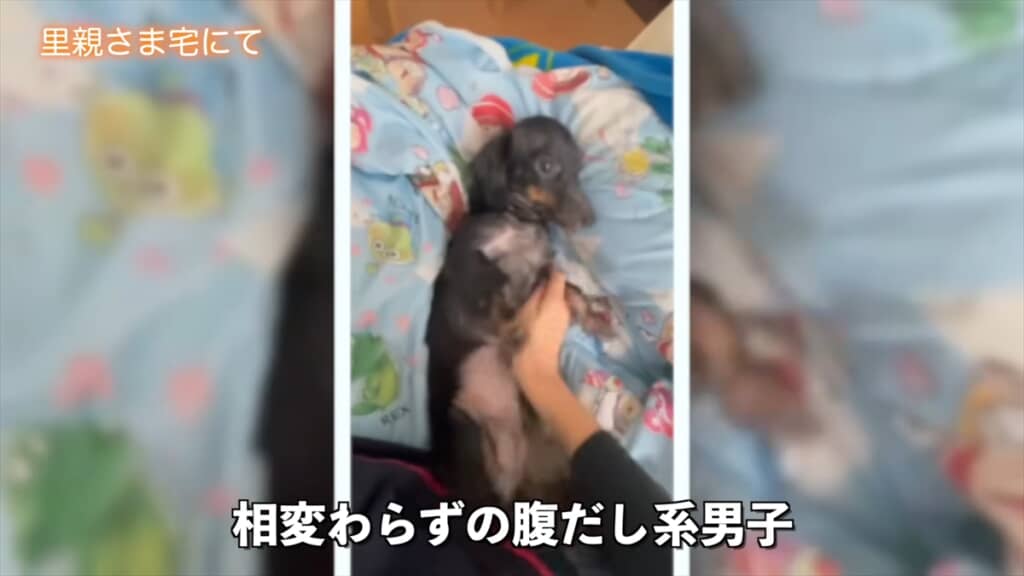 ブリーダー崩壊でレスキューされた全身ハゲの子犬が迎えた結末