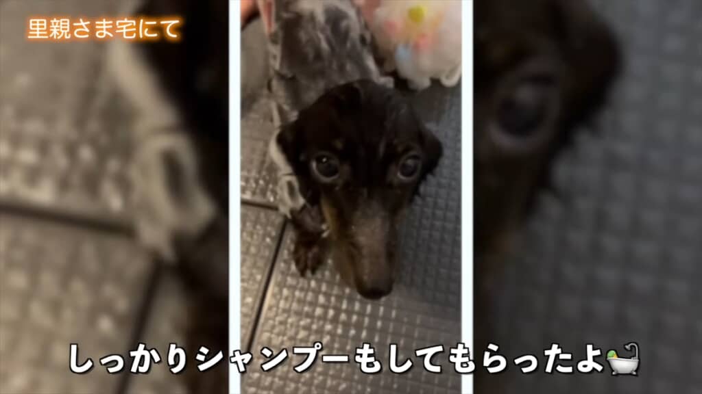 ブリーダー崩壊でレスキューされた全身ハゲの子犬が迎えた結末