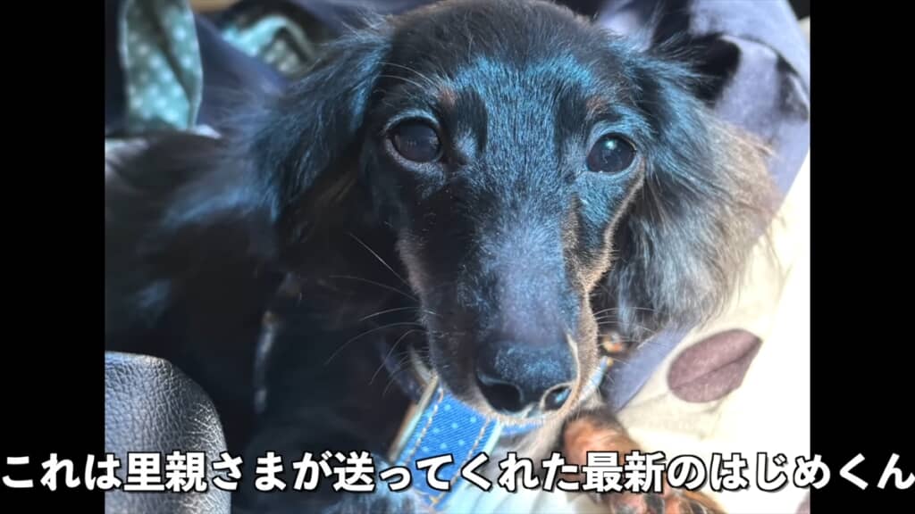 ブリーダー崩壊でレスキューされた全身ハゲの子犬が迎えた結末