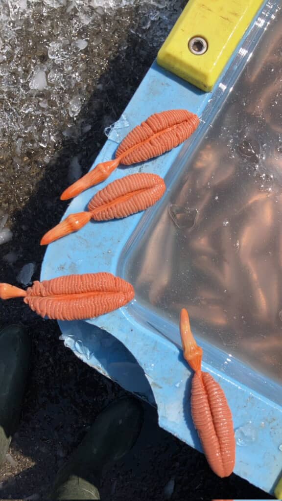 羽根ペンに似ているため別名「海のペン」