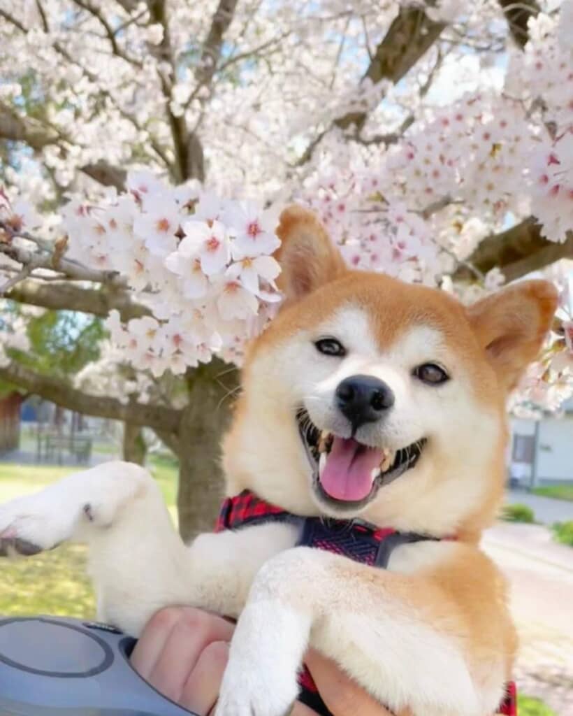 大好きな公園で撮影したももちゃん