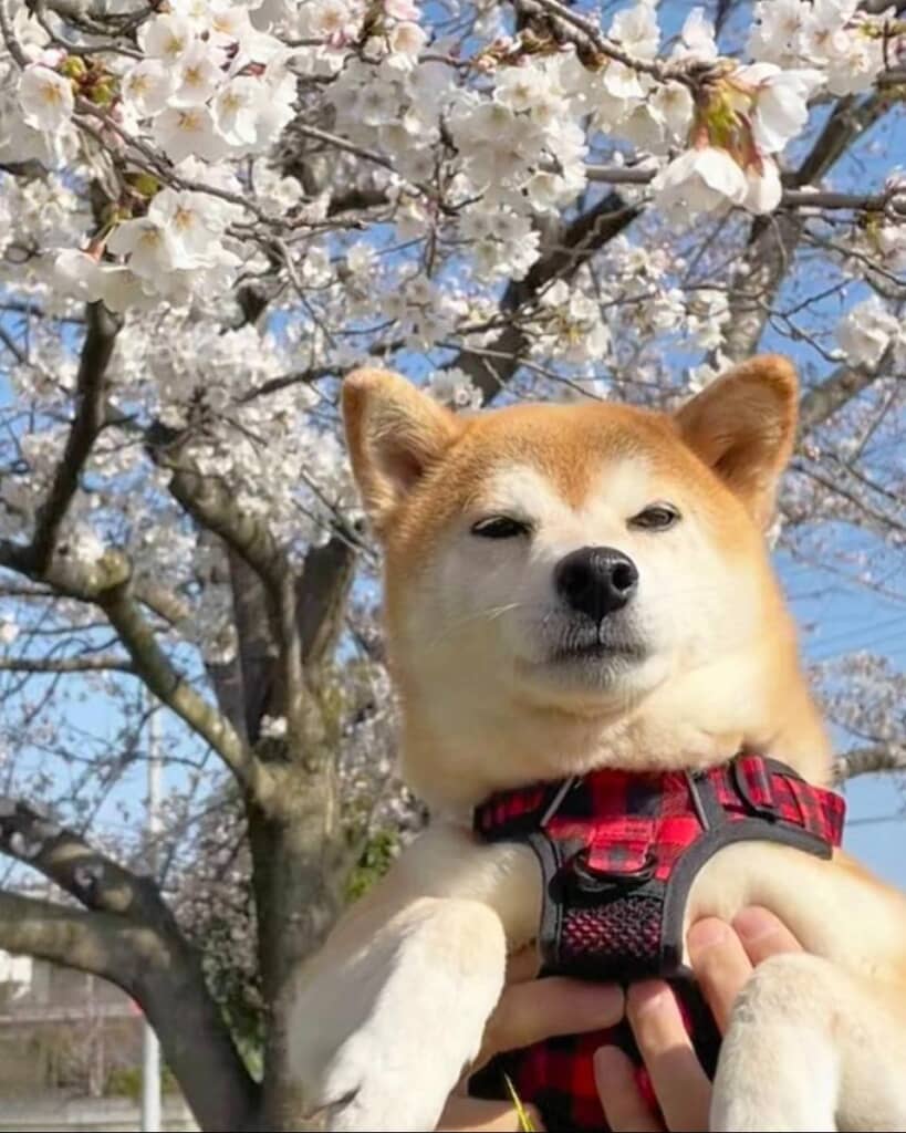 自宅前で撮影したももちゃん