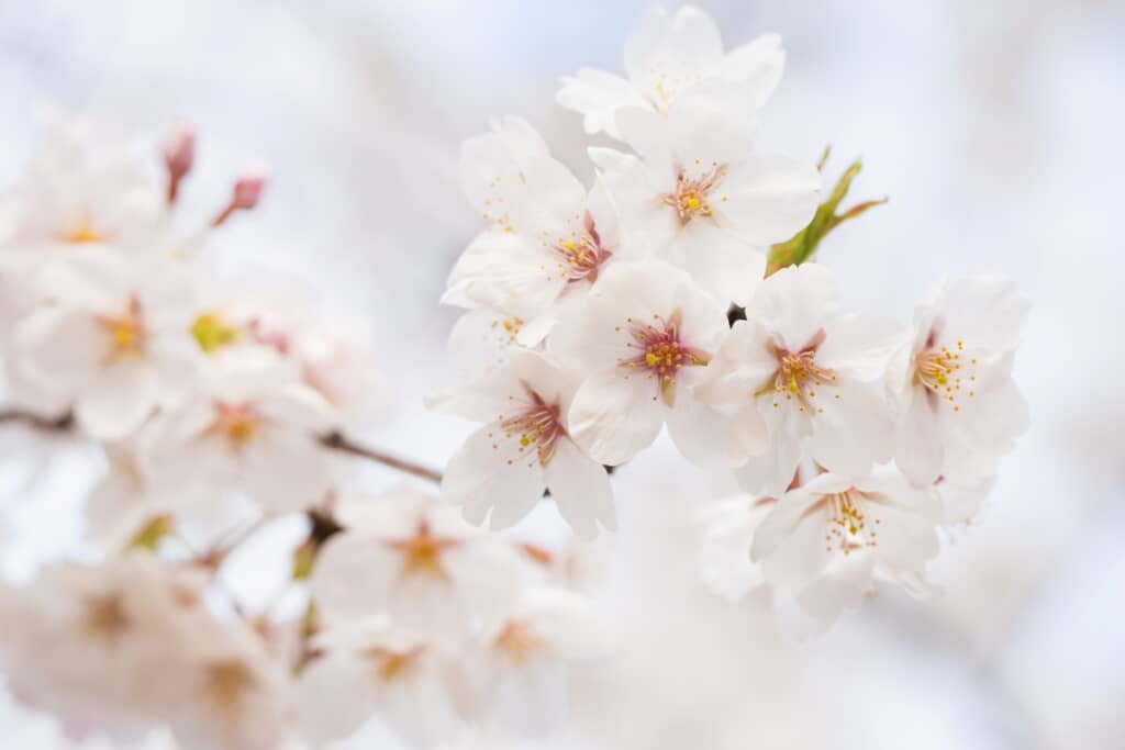 さくら祭りに出かけたら（出典：PIXTA）