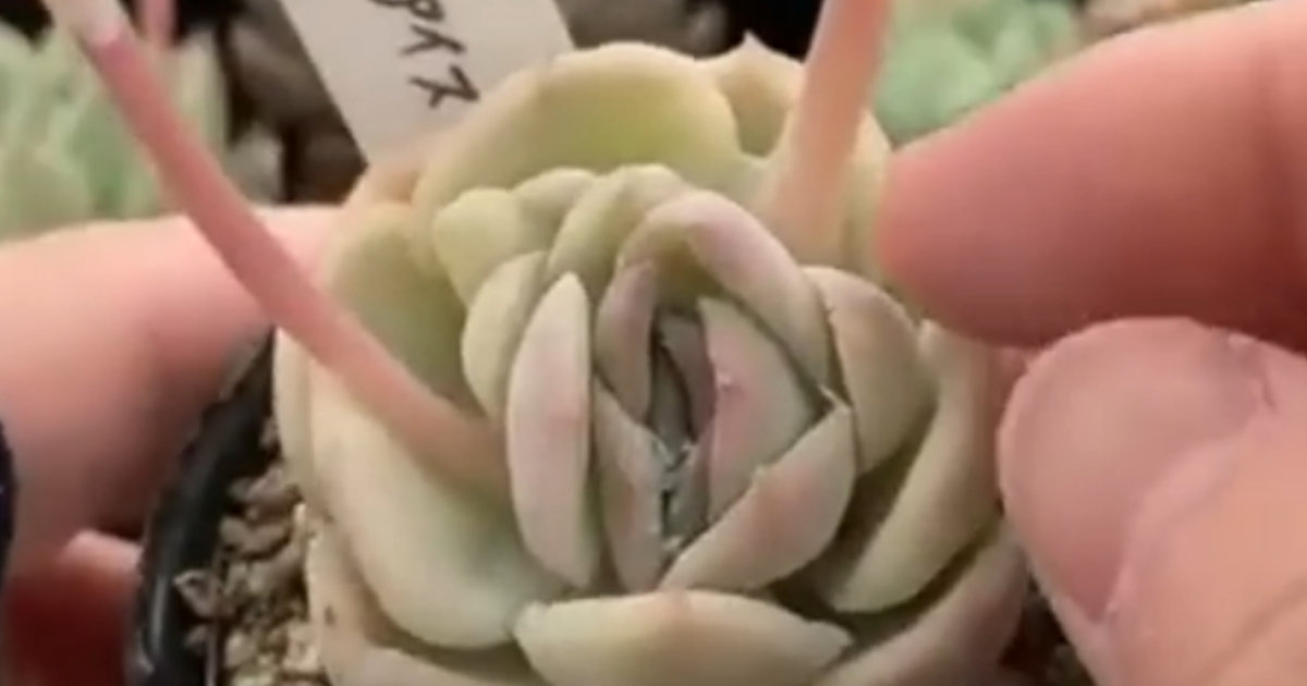 多肉植物から生えた“細長い茎”→捨てようと思ったら……　「信じられないよね」まさかの“お宝”に「はじめて知りました」（1/3） | ライフスタイル ねとらぼ