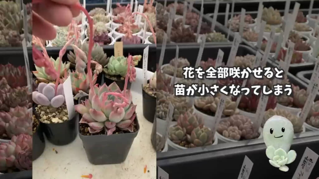 株から上へ伸びた細長い茎が花芽