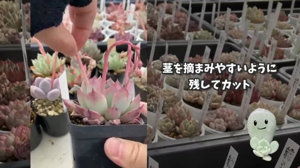 指で簡単にカットできるとのこと