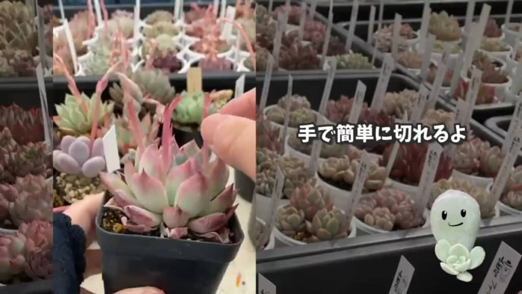 写真の花芽くらいに茎をカットし、花芽が枯れて茶色くなったころに抜きます