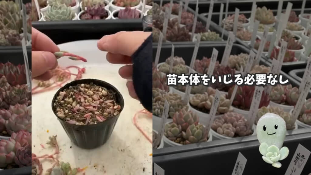 花芽の葉っぱをポロポロと取って葉挿しに