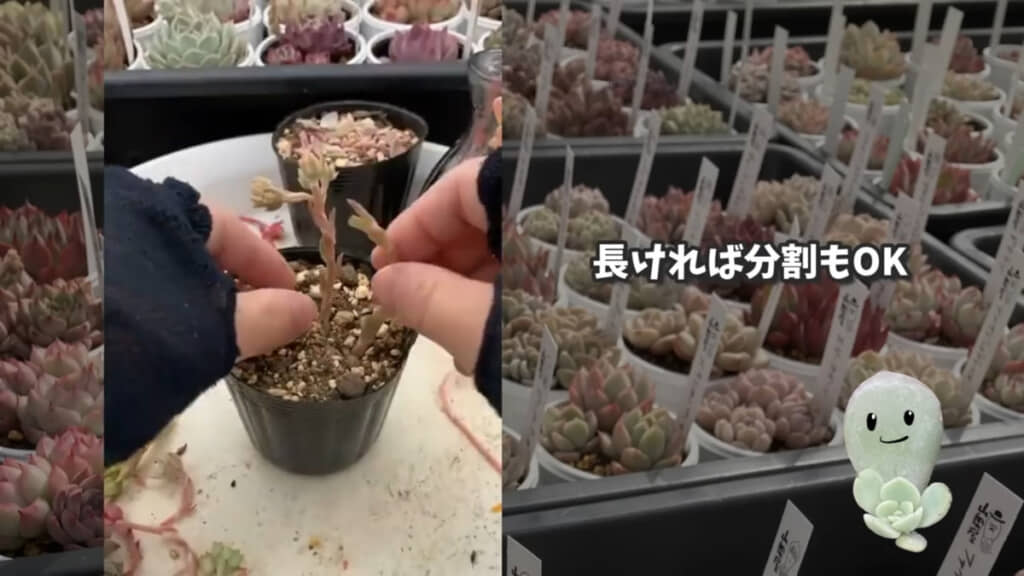 花芽挿しの様子。長い茎は分割も可能です