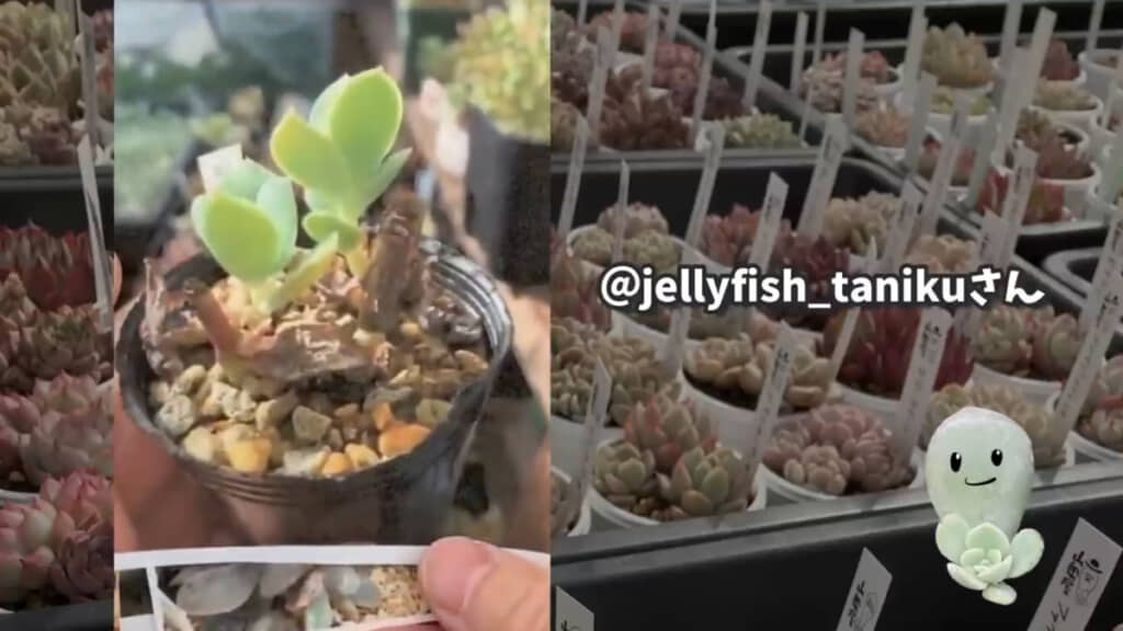 こちらは「ピーチプリデ」の花芽挿し。花芽の根元から新たな芽が出ています