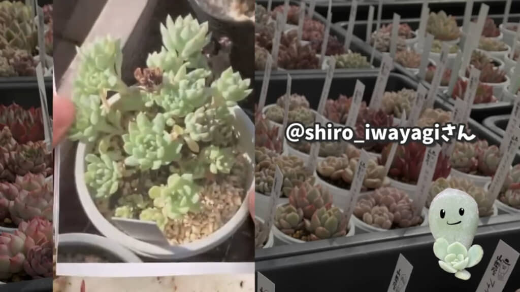 こちらは「ピンクローサ」で、なんと1本の花芽から出ているそうです。すごい……！