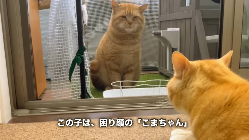 ハッキリと言葉を喋る強烈キャラの野良猫