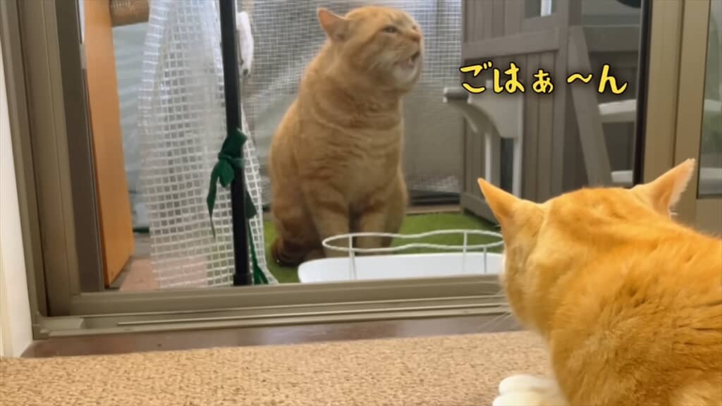 ハッキリと言葉を喋る強烈キャラの野良猫