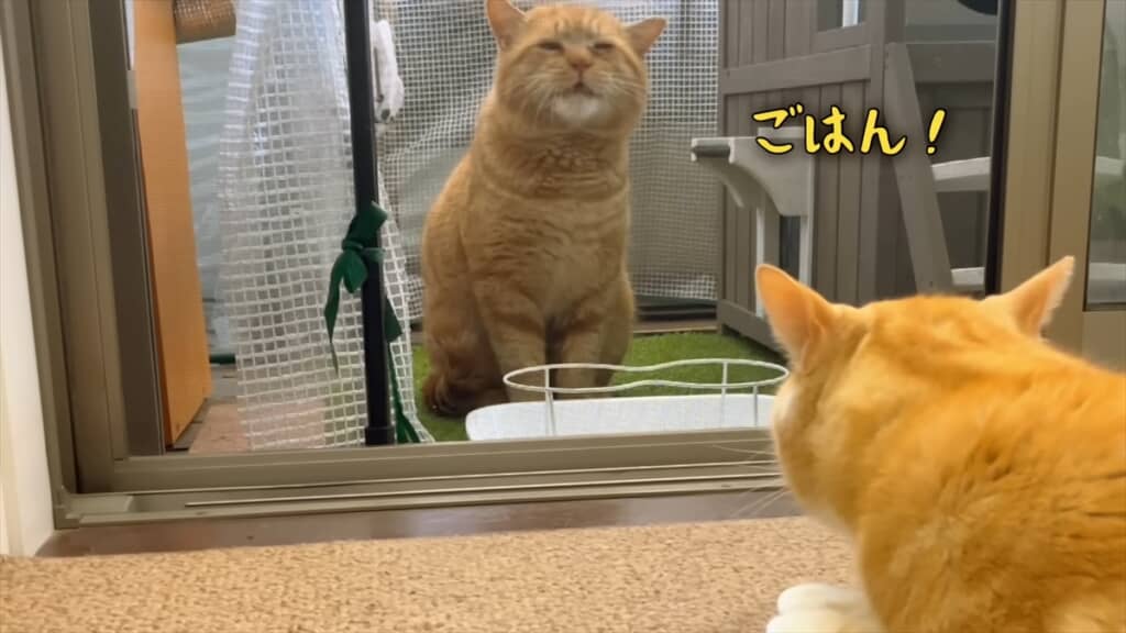 ハッキリと言葉を喋る強烈キャラの野良猫