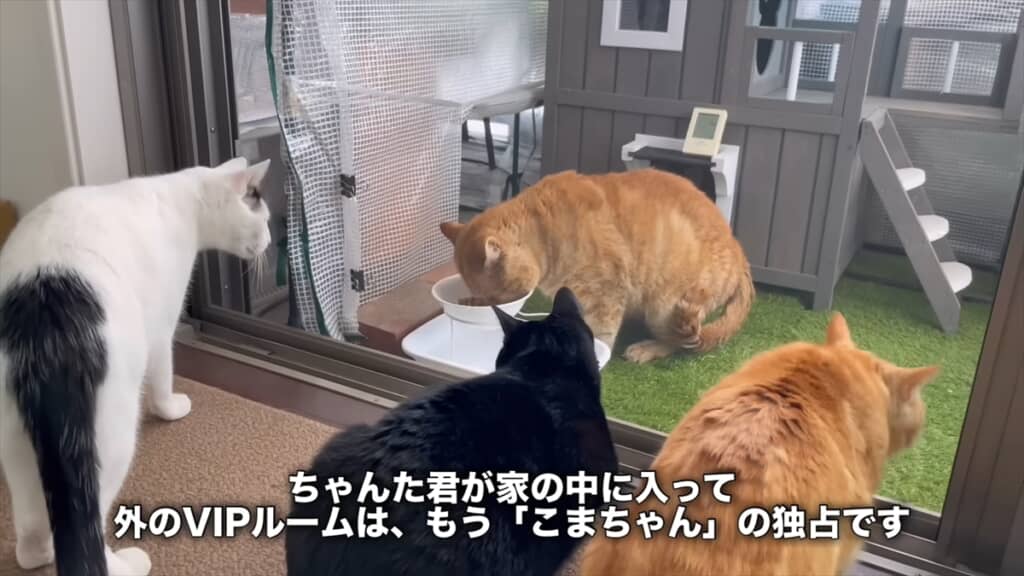 ハッキリと言葉を喋る強烈キャラの野良猫