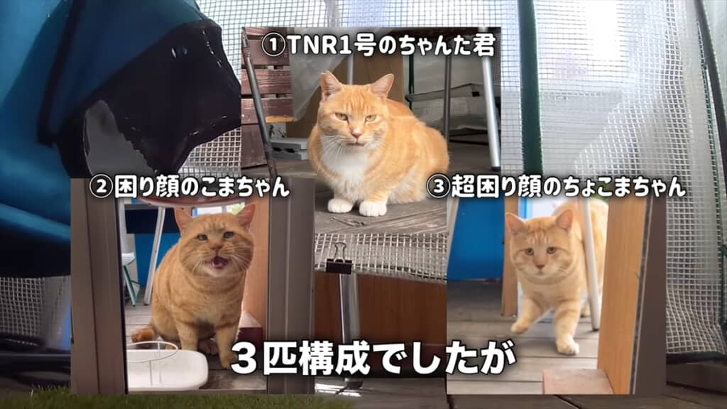 保護活動を行う夫婦にもとに現れた茶トラの野良猫