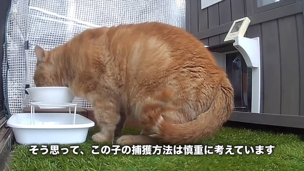 ハッキリと言葉を喋る強烈キャラの野良猫