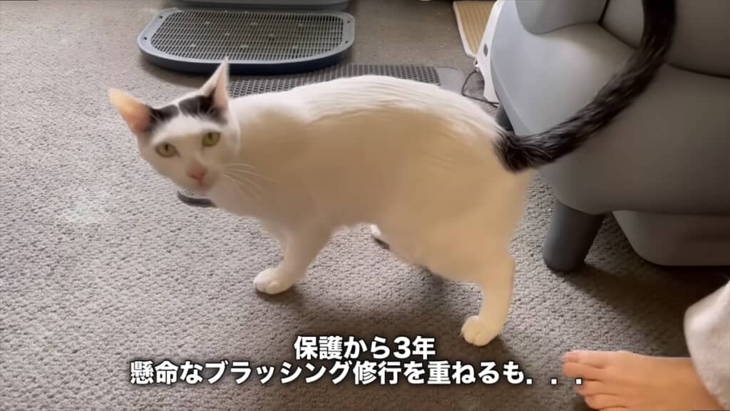 保護活動を行う夫婦に保護された野良猫たち
