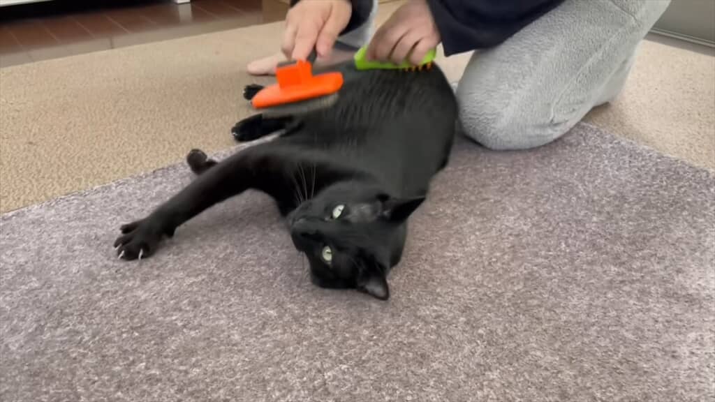 保護活動を行う夫婦に保護された野良猫たち