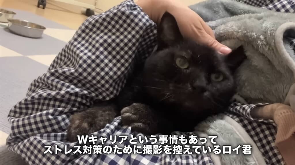保護活動を行う夫婦に保護された野良猫たち