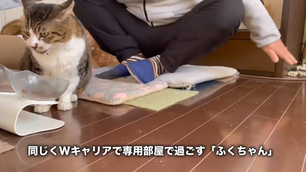 保護活動を行う夫婦に保護された野良猫たち