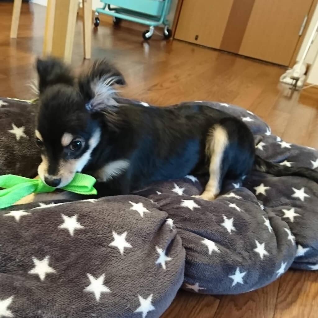 お迎えした頃の姿（生後5カ月）