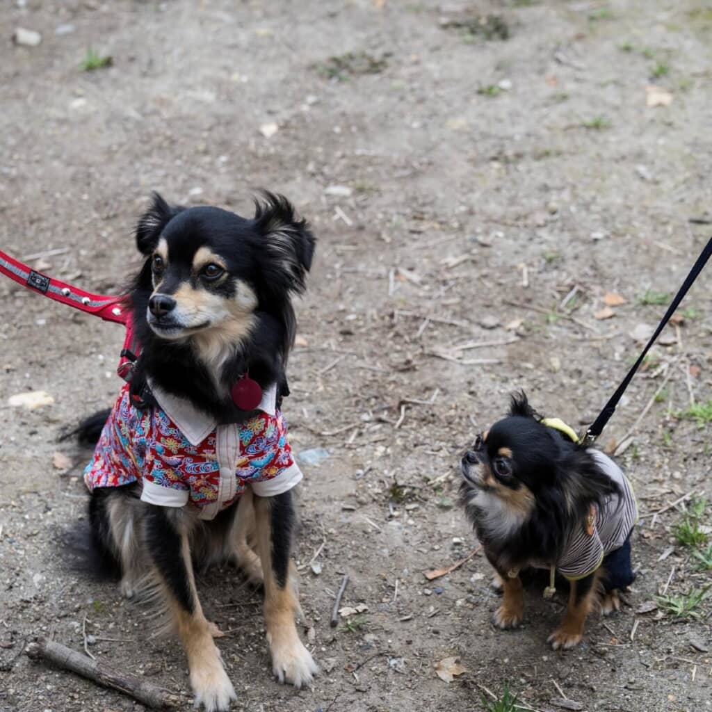 大きさの違いが一目瞭然