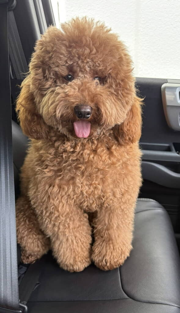 もこもこかわいい……