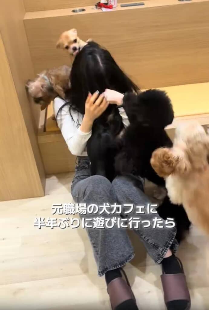 わかにゃんに集まるワンコたち