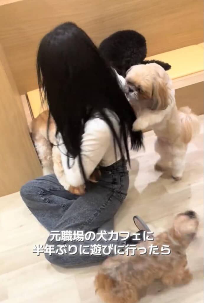 半年以上のブランクがあっても、慕ってくれるワンコたち