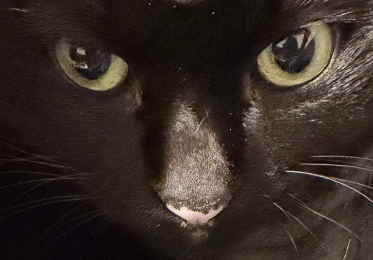 「これやりたかったの!」→愛猫家の手元を見ると…… 目を疑う光景へ「猫神様じゃ」「魔界の使者みたい」(1/3) | 猫 ねとらぼ