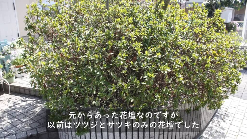ツツジとサツキを植えた花壇を