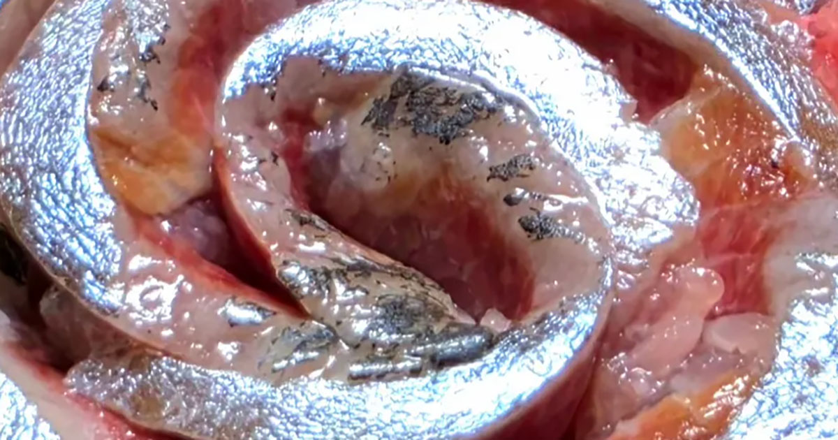 「正直、マグロよりうまい」“太すぎる魚”をさばいたら…… 目を疑う光景に「おおおおお」「初めて見た」「たまらんっすね!」(1/3) | グルメ ねとらぼ