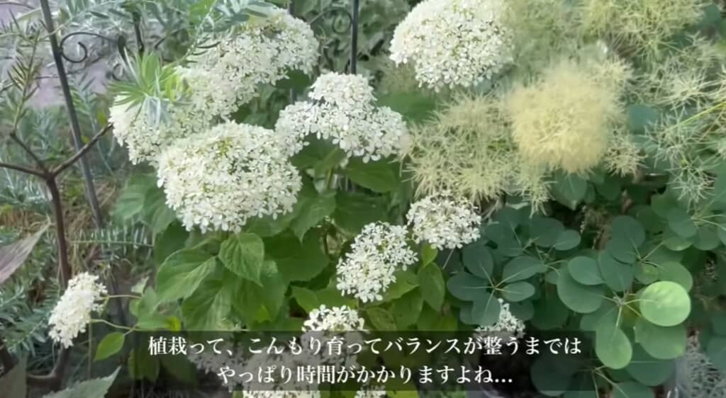 植栽はバランスが取れるまで時間がかかる