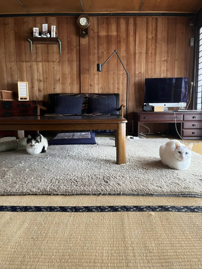 愛しのコタツが片付けられ、解せぬ猫ちゃんたち