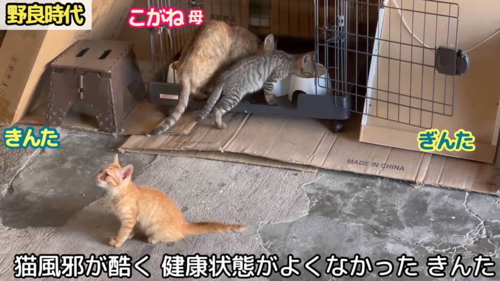 野良時代のきんたくん