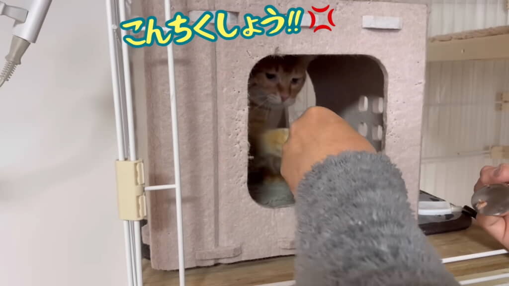 元気な猫パンチ