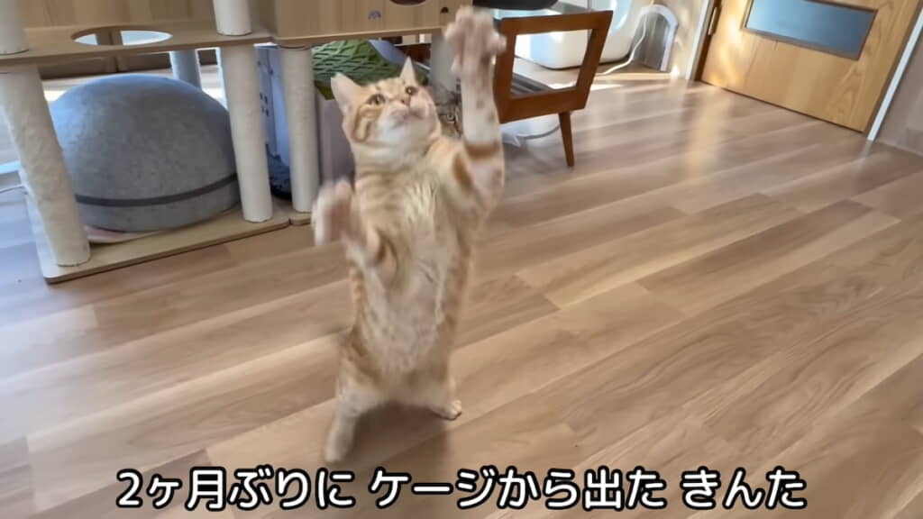 後ろ足だけで立ち上がる場面も