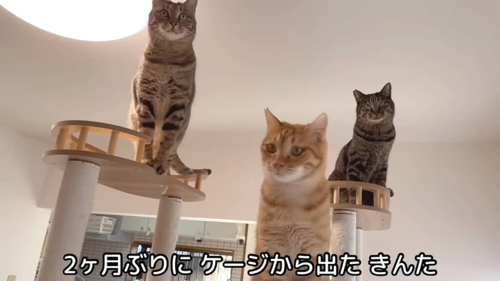 キャットタワーに登る