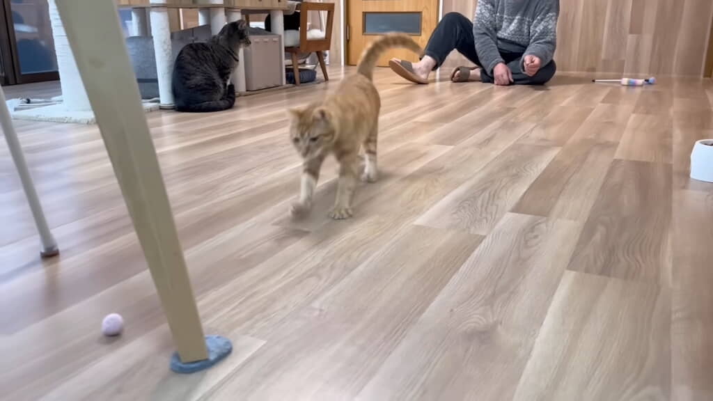 ボールを追って走る