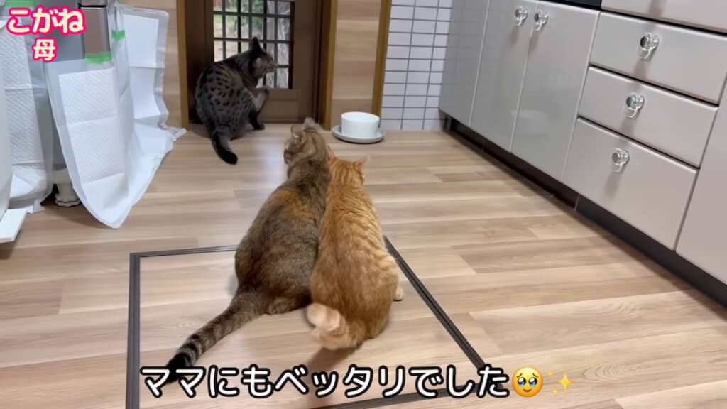 母猫・こがねに寄り添うきんたくん