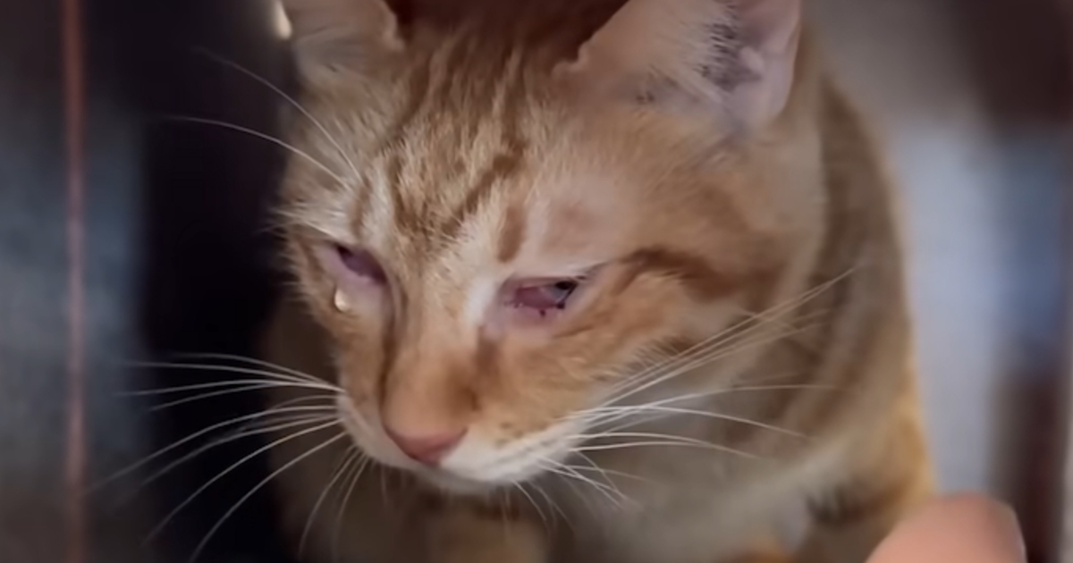 “致死率100％”の難病の猫→84日後「本当に本当によかったー！！！」「凄いわ」　見違える“現在の姿”に「元気な良いお顔」「嬉しすぎて泣ける」（1/3） | 猫 ねとらぼ