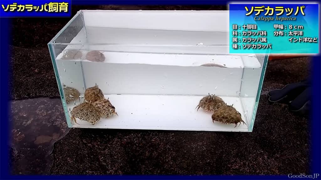 小さくてかわいいソデカラッパを飼育します