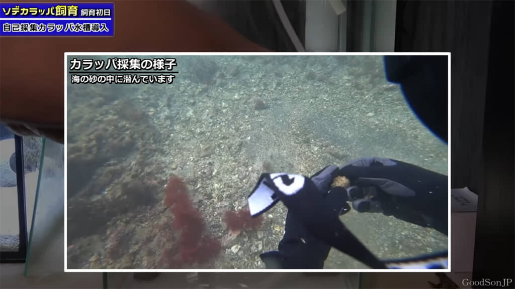 ソデカラッパは砂の中に潜んでいました