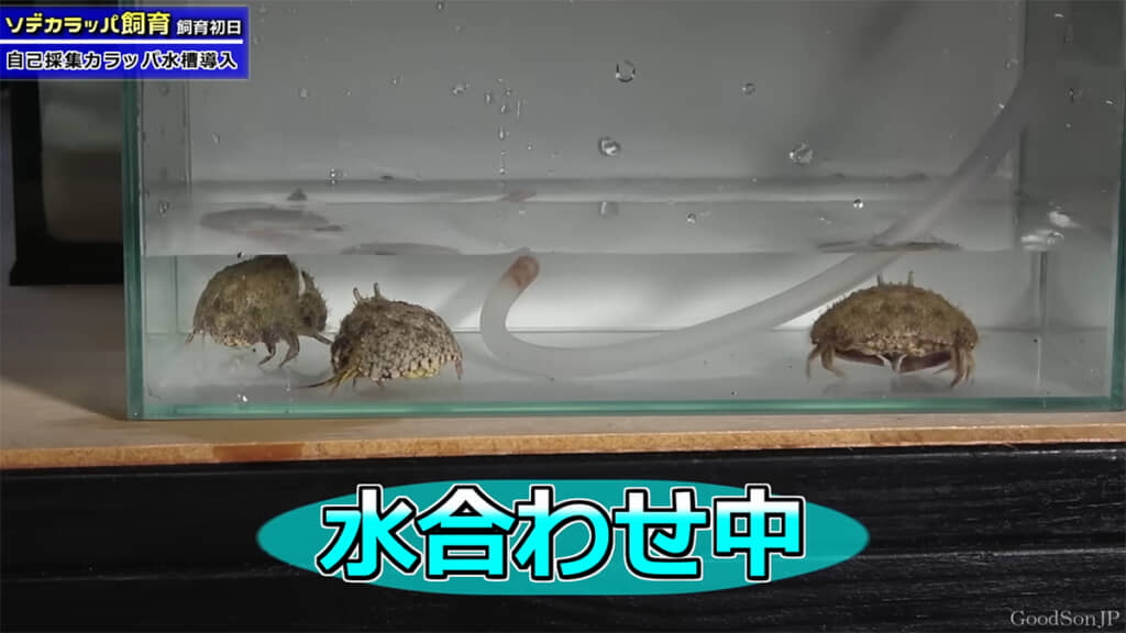 水合わせ中のソデカラッパたち