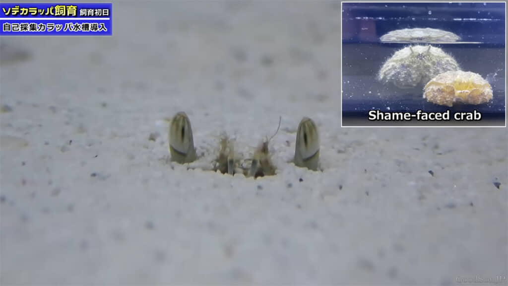 恥ずかしがり屋のカニと呼ばれることも